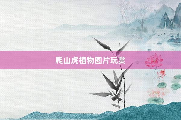 爬山虎植物图片玩赏